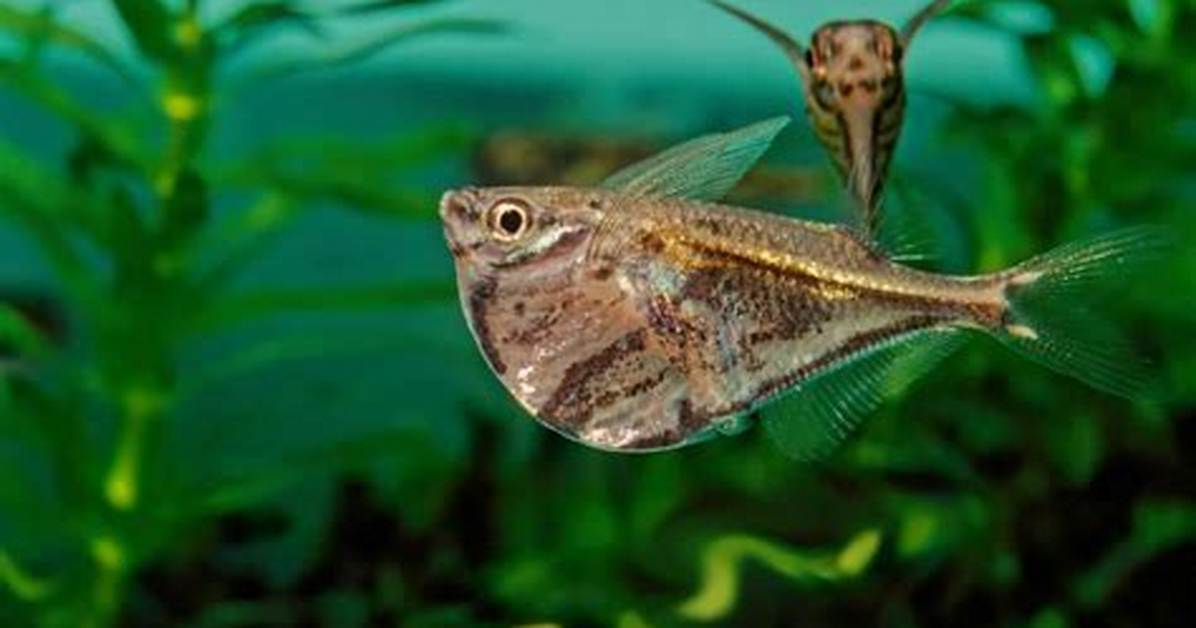 Hatchet Fish
