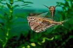Hatchet Fish