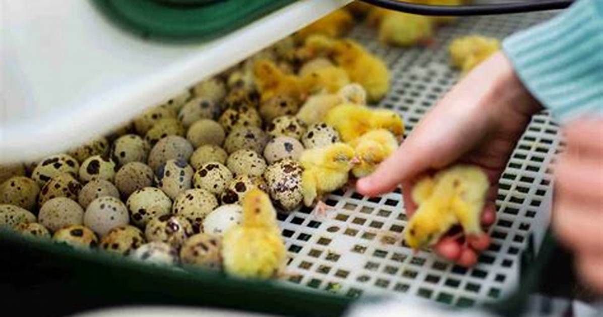 Hatching Quail Eggs