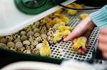 Hatching Quail Eggs