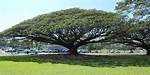 Hawaii State Tree