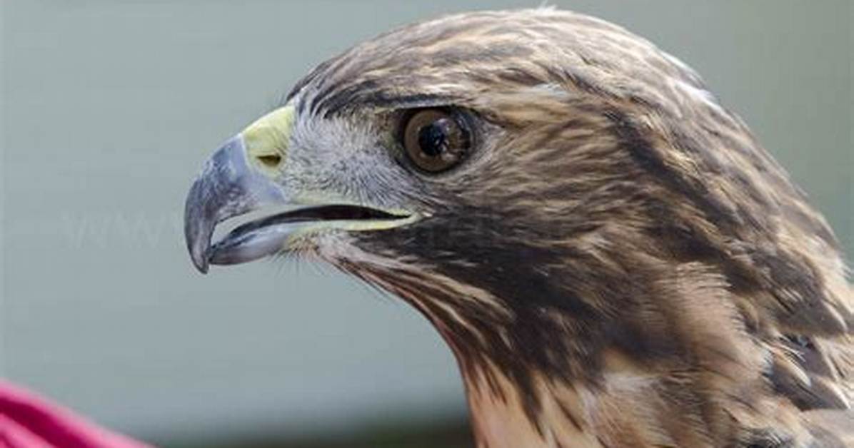 Hawk Beak