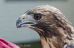 Hawk Beak