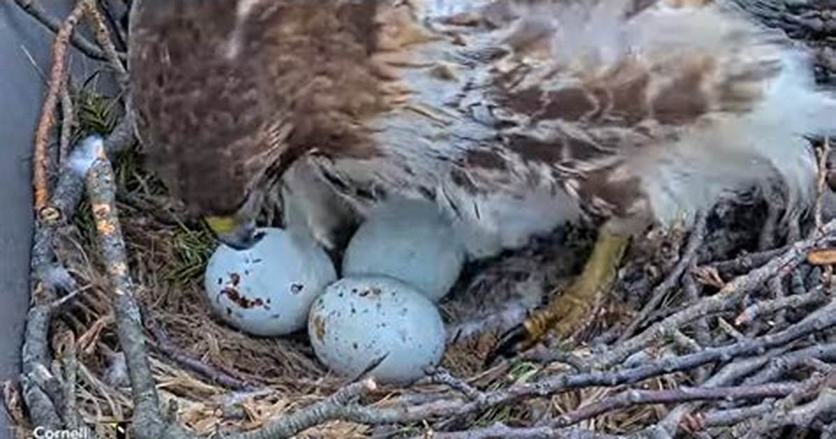 Hawk Eggs