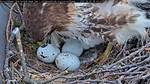 Hawk Eggs