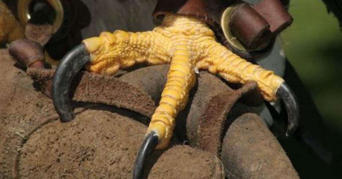 Hawk's Claw