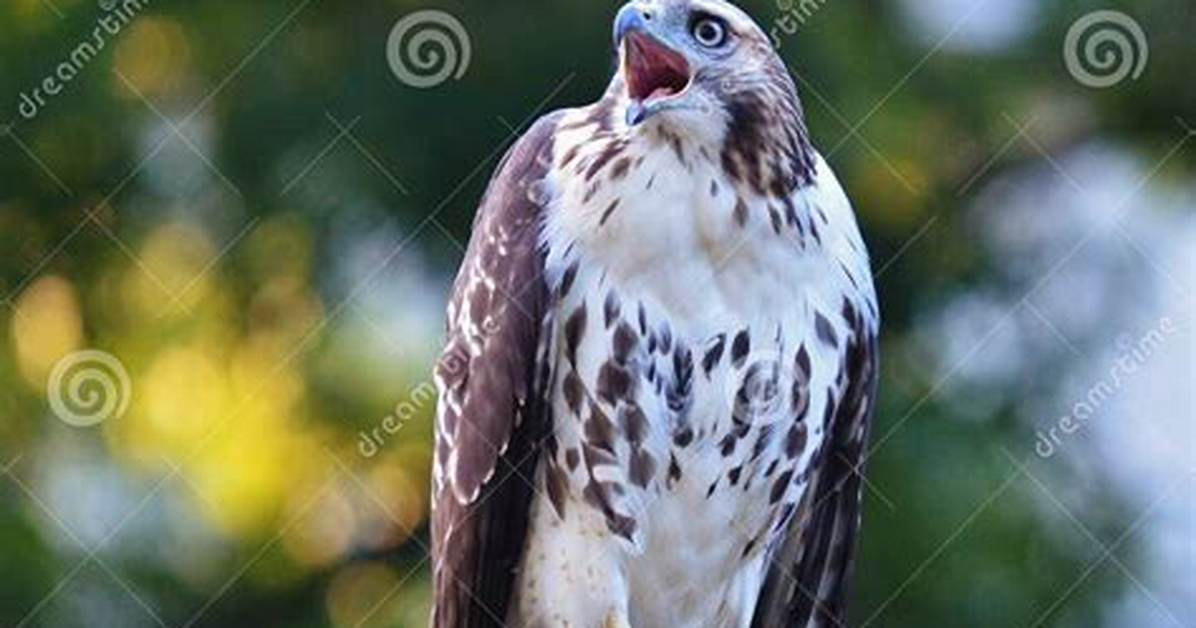 Hawk Screech