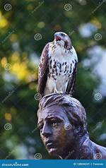 Hawk Screech