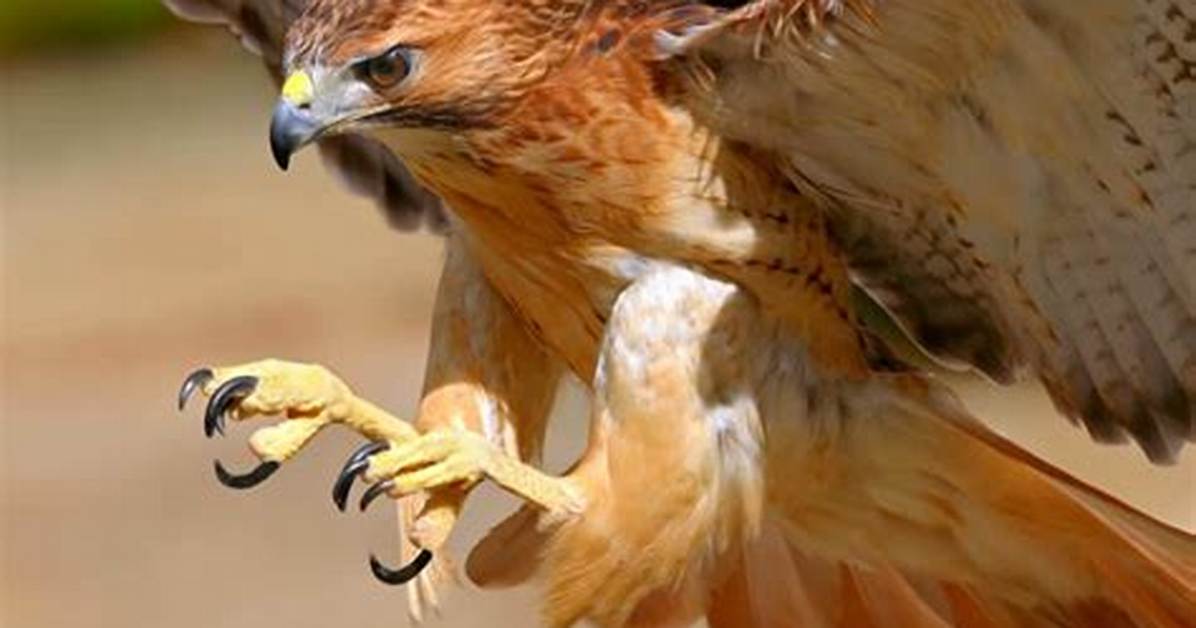Hawk Talons