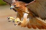 Hawk Talons