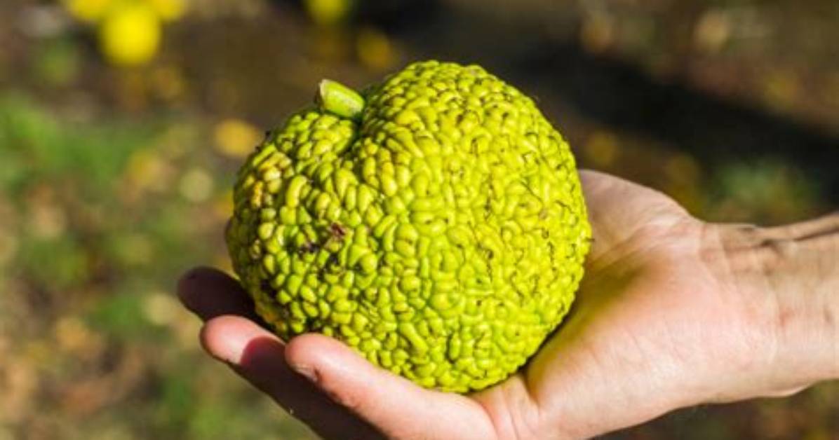 Hedge Apples