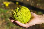 Hedge Apples