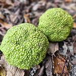 Hedge Balls