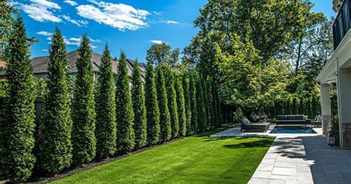 Hedge Tree