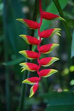 Heliconia Flower