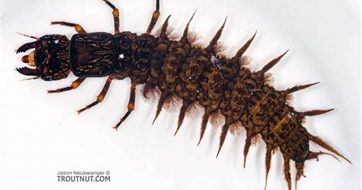 Hellgrammites