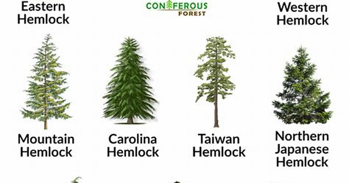 Hemlock Pine