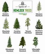Hemlock Pine