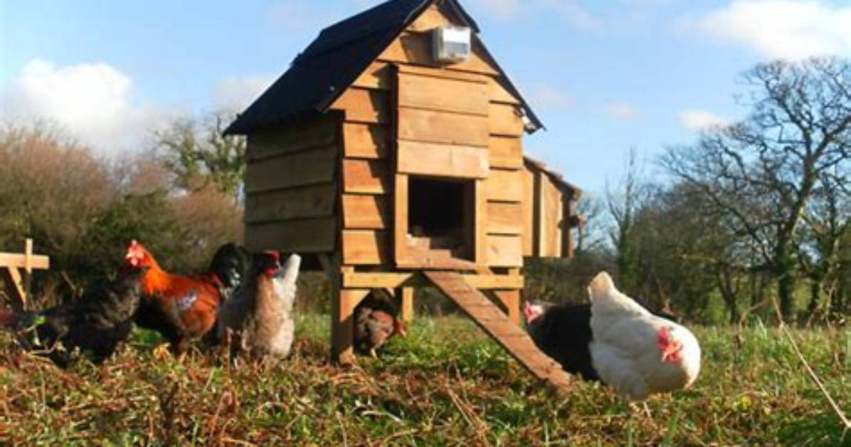 Hen Home