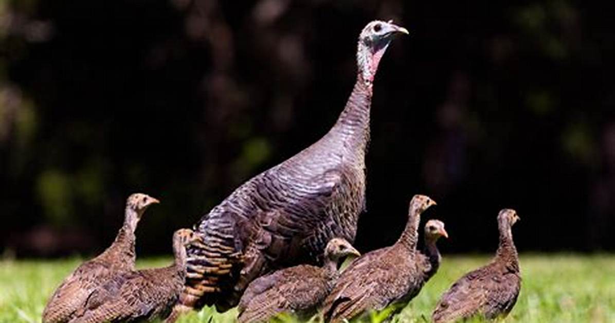 Hen Turkey