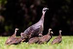 Hen Turkey