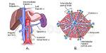 Hepatic Triad