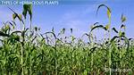 Herbaceous Definition