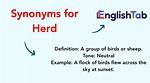 Herd Synonym