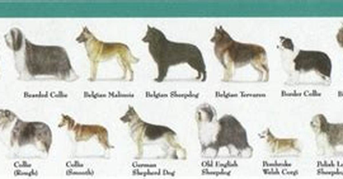 Herding Group