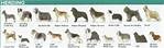 Herding Group