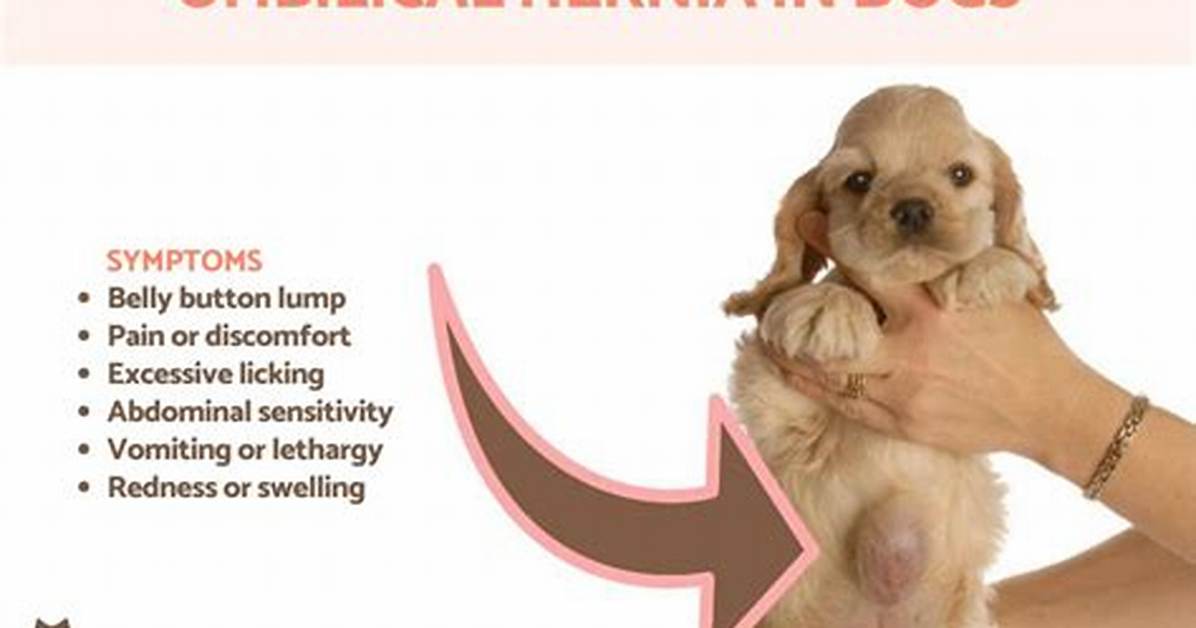 Hernia Dog