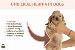 Hernia Dog