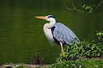 Heron
