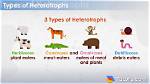 Heterotroph Examples