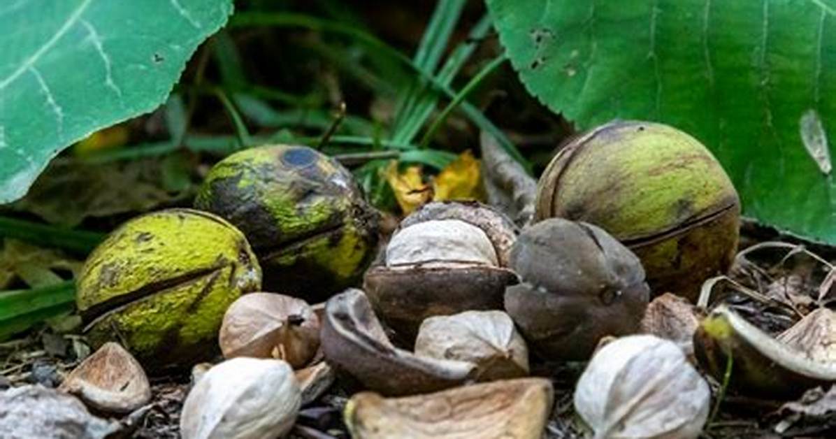 Hickory Tree Nuts