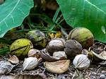 Hickory Tree Nuts