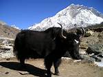 Himalayan Ox