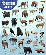 Himalayan Pack Animals
