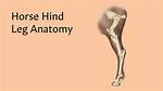 Hind End