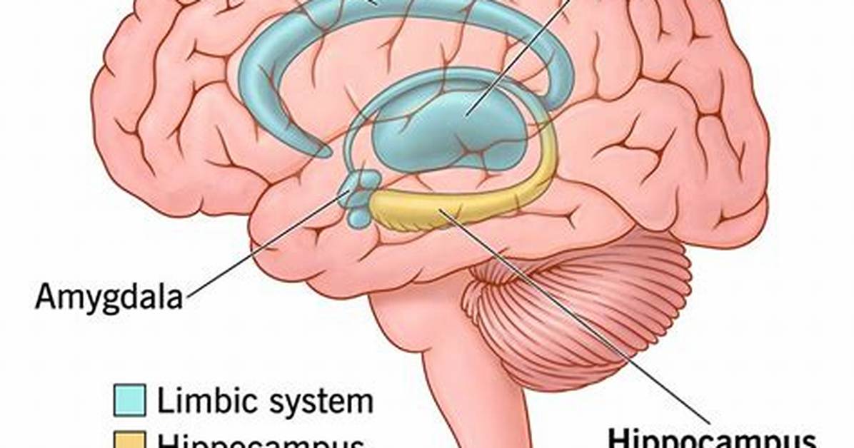 Hippocampus Location