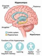 Hippocampus Location