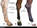 Hock Meaning