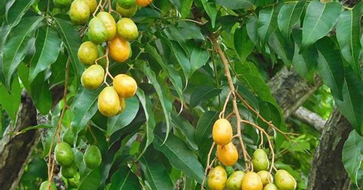 Hog Plum