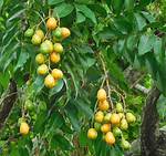 Hog Plum