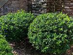 Holly Shrub