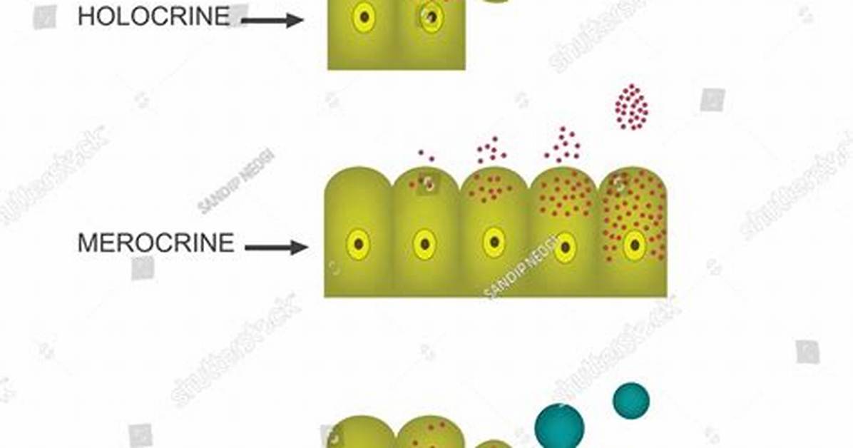 Holocrine