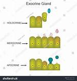 Holocrine