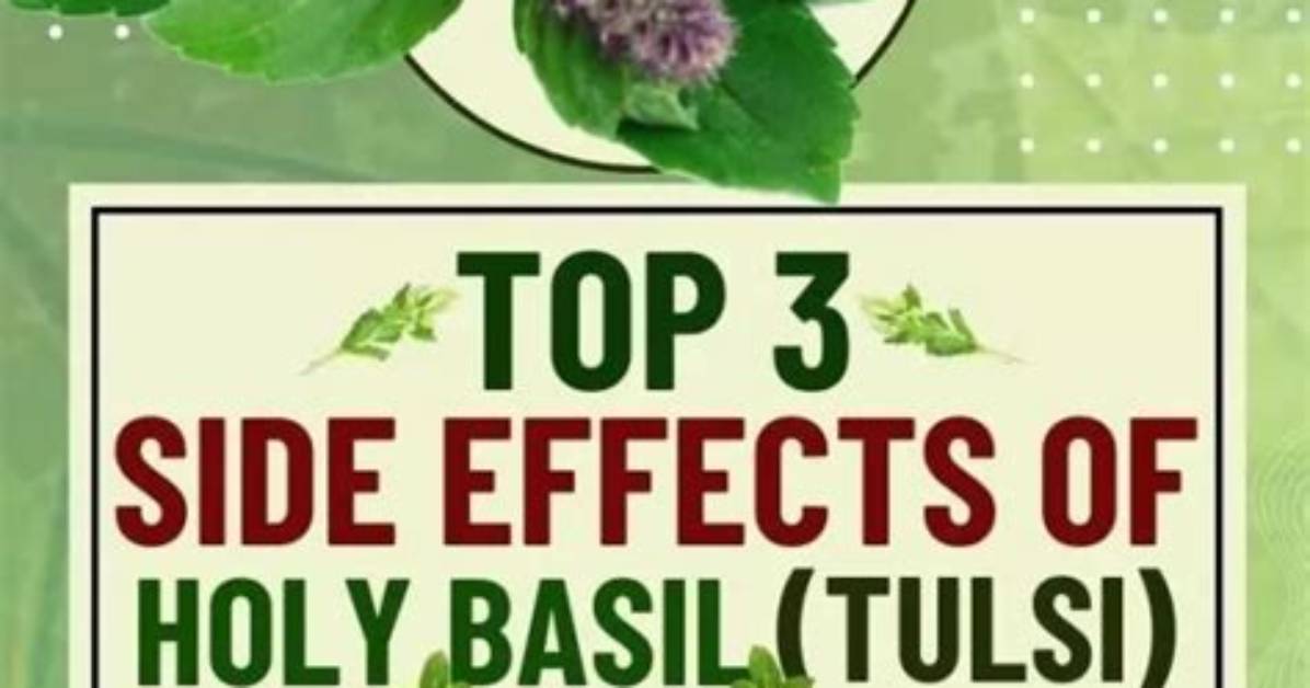 Holy Basil Side Effects
