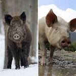 Home for Hogs