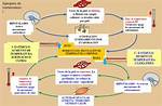 Homeostasis Ejemplos